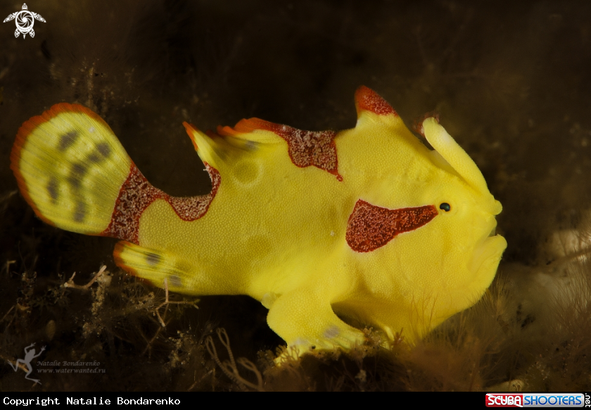 A Frogfish