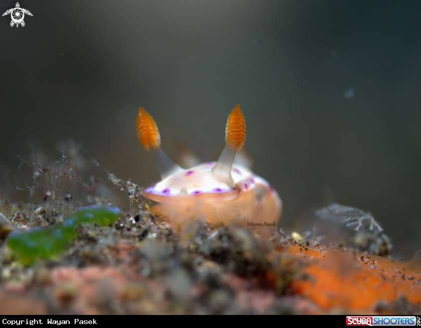 A Hexabranchus sanguineus