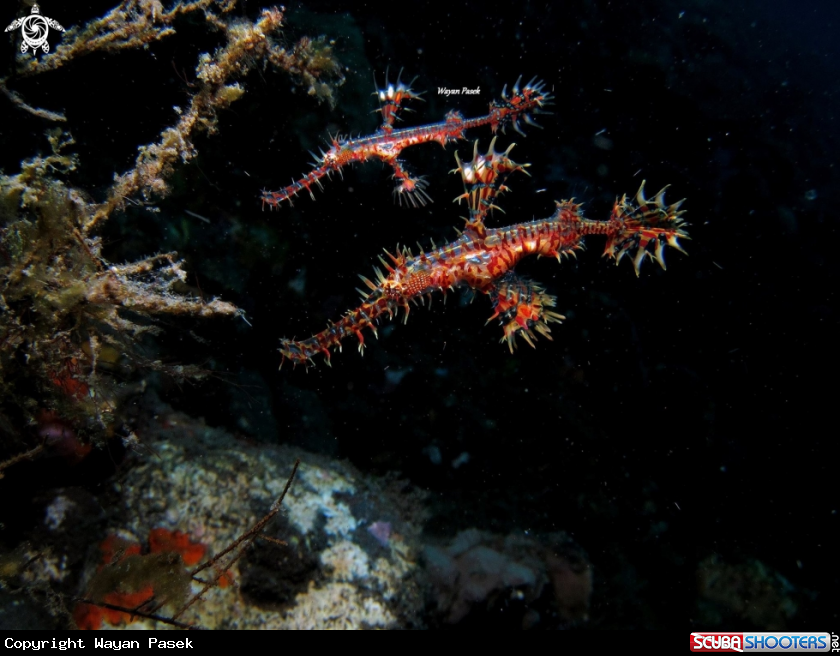 A Ghost pipefish