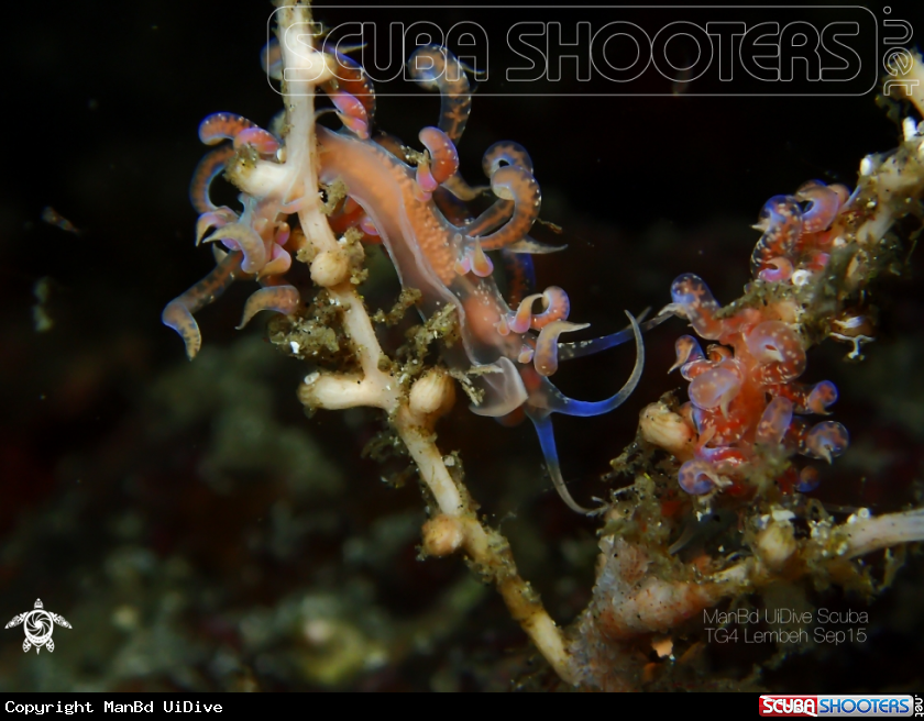 A Nudibranch