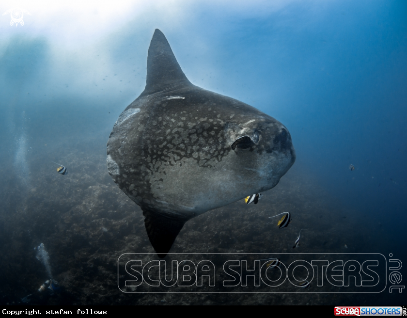 A Southern Ocean Sunfish