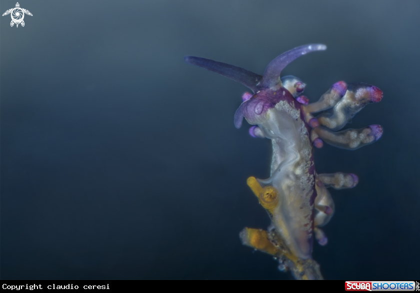 A Eubranchus sp. 16, NSSI nudibranch