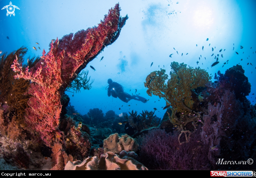 A Diver and coral