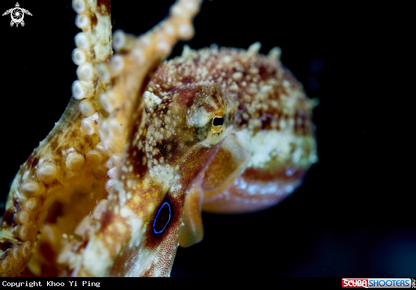 A Mototi Octopus