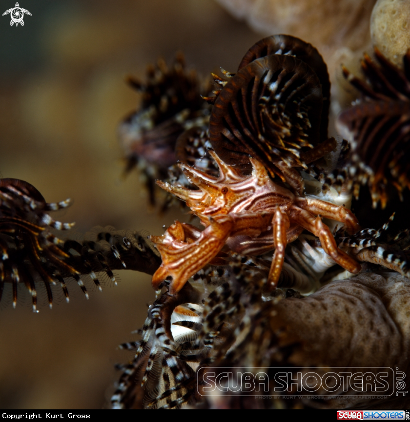A Crab on star