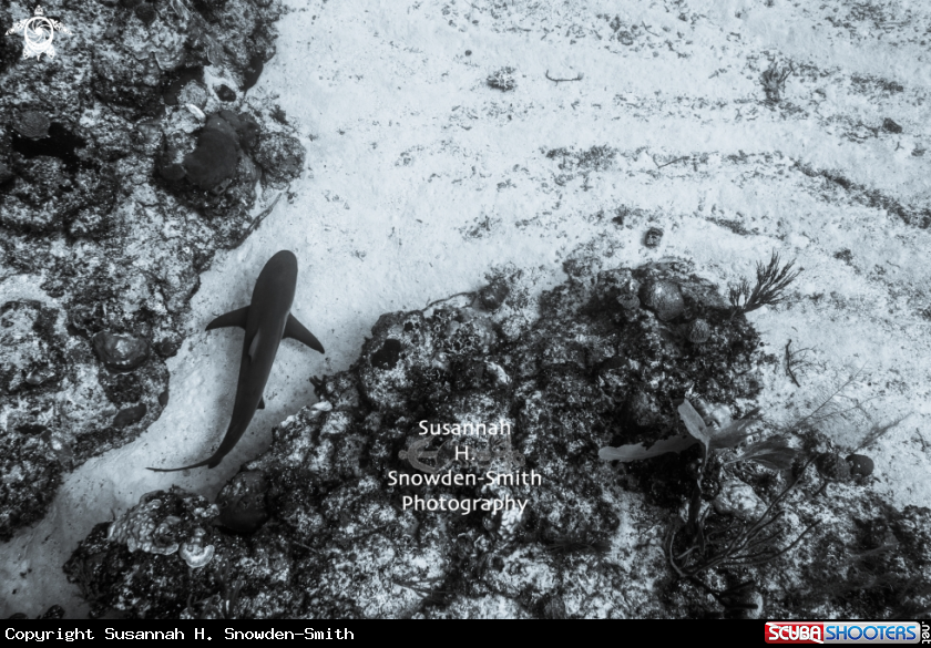A Caribbean Reef Shark