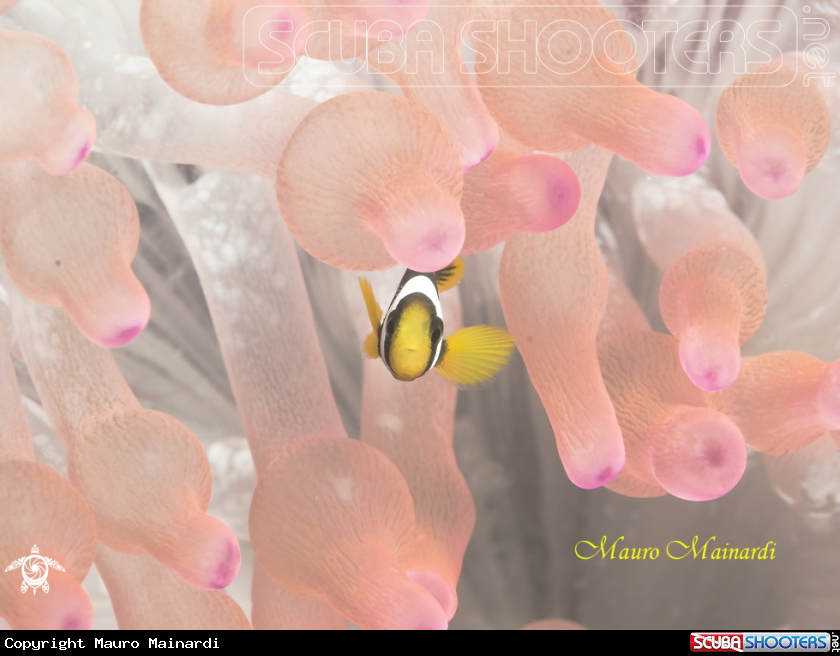 A clownfish and anemone