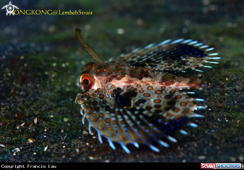 A Moth fish