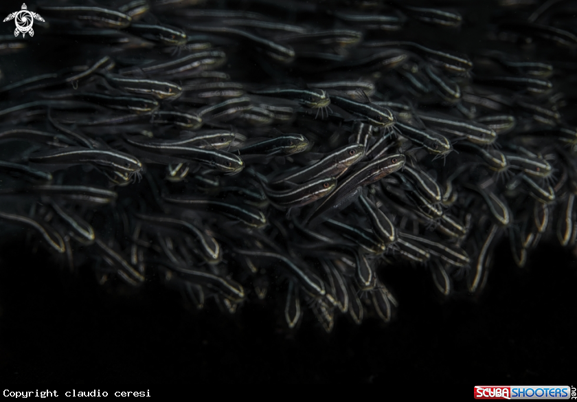 A striped eel catfish 