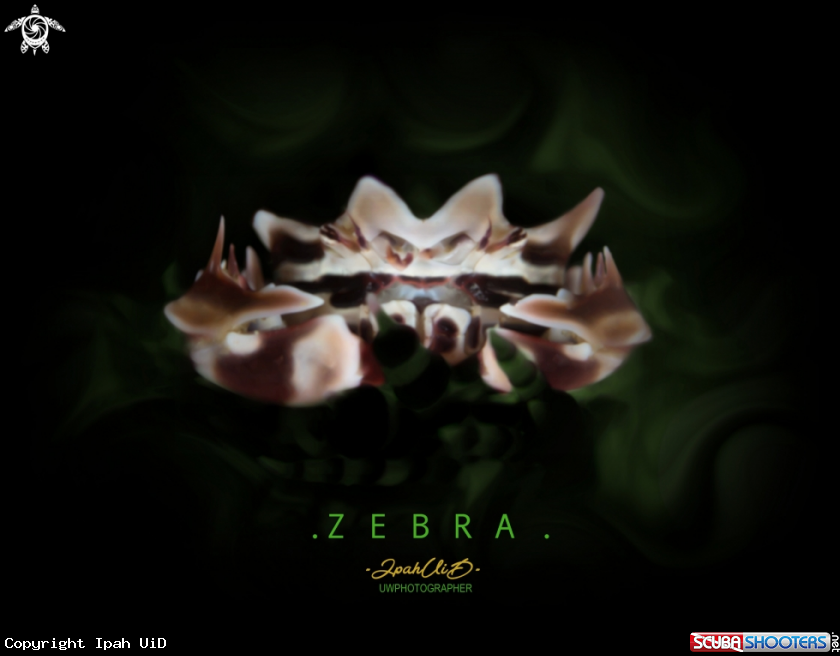 A ZEBRA CRAB