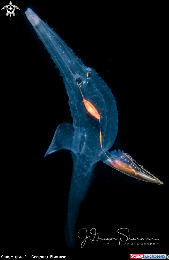 A Heteropod Mollusk