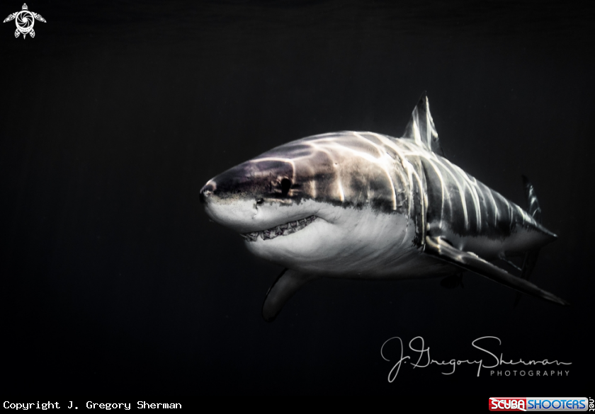 A Great White Shark