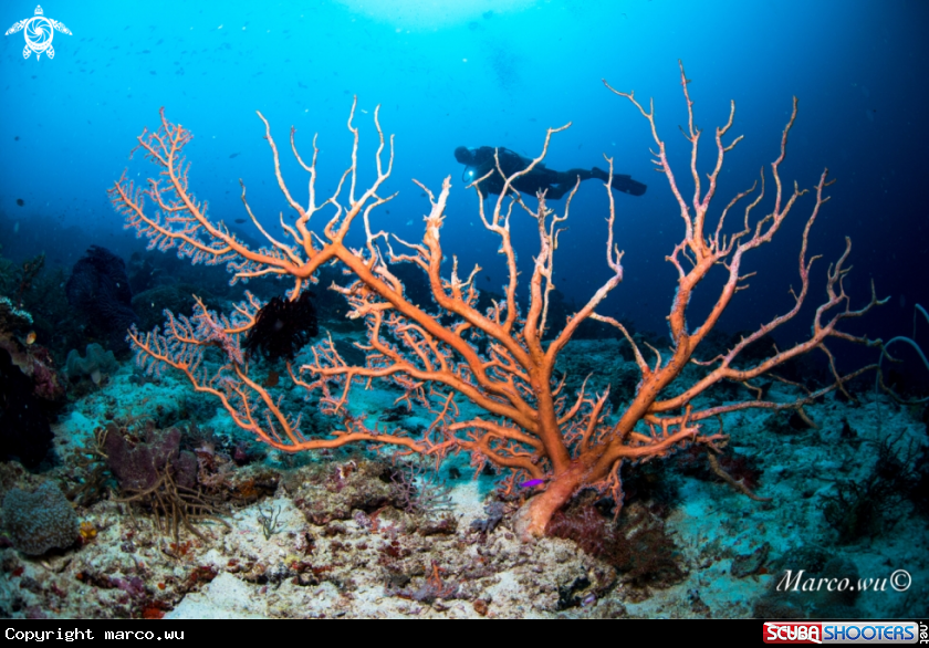 A Coral and diver