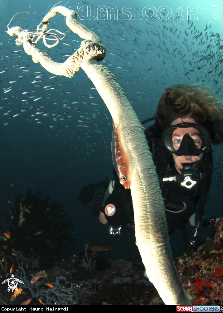 A Goby and whipcoral