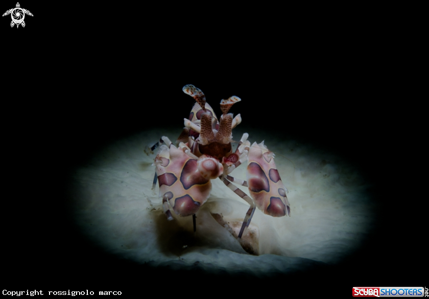 A Harlequin Shrimp