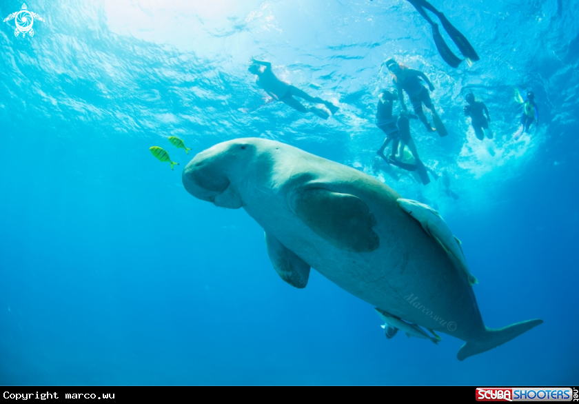 A Dugong