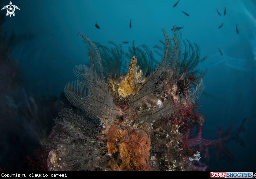 A Leaf scorpionfish 
