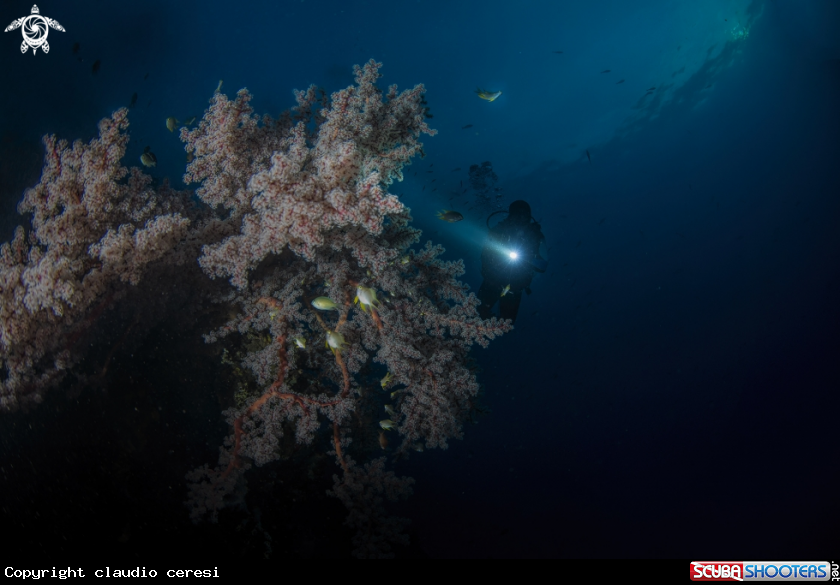 A liberty wreck