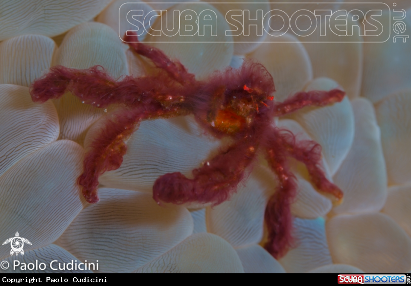 A Orangutan Crab