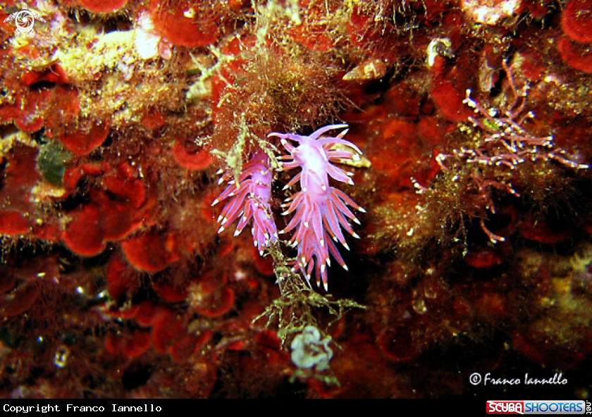 A Nudibranch