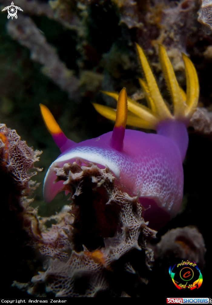 A Hypselodoris apolegma