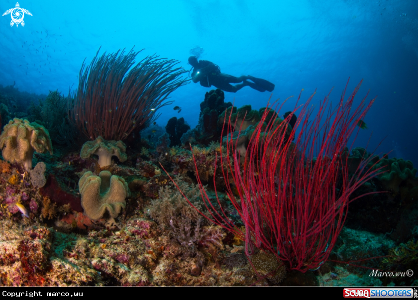 A diver