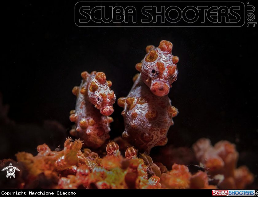 A Pygmi sea horse