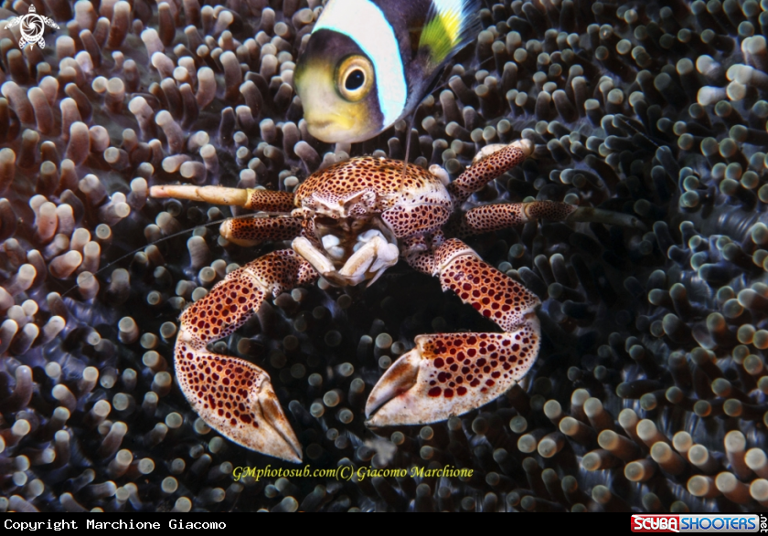 A Porcelain crab