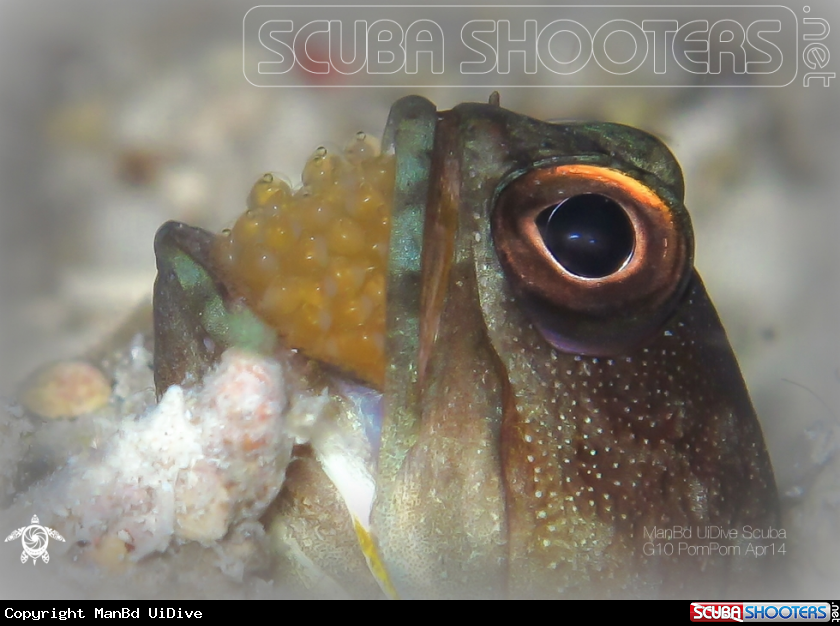 A JawFish
