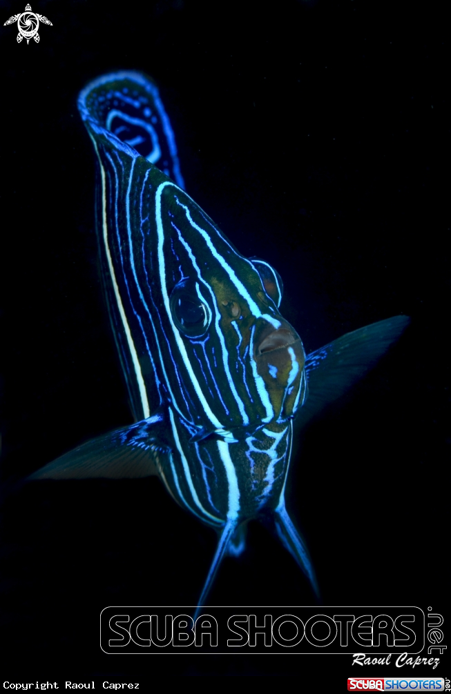 A Angel fish