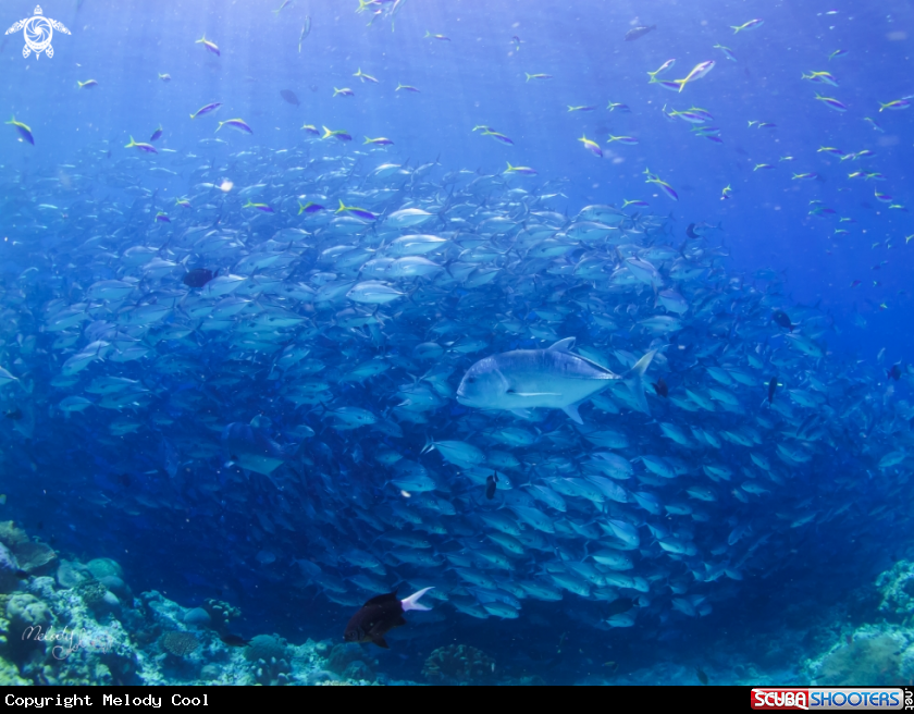 A Trevally 