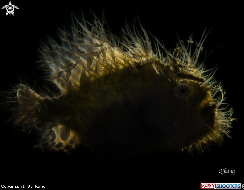A Hairy Frogfish