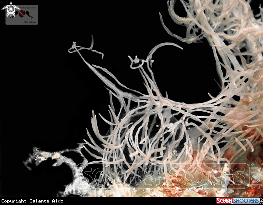 A Melibe Nudibranch
