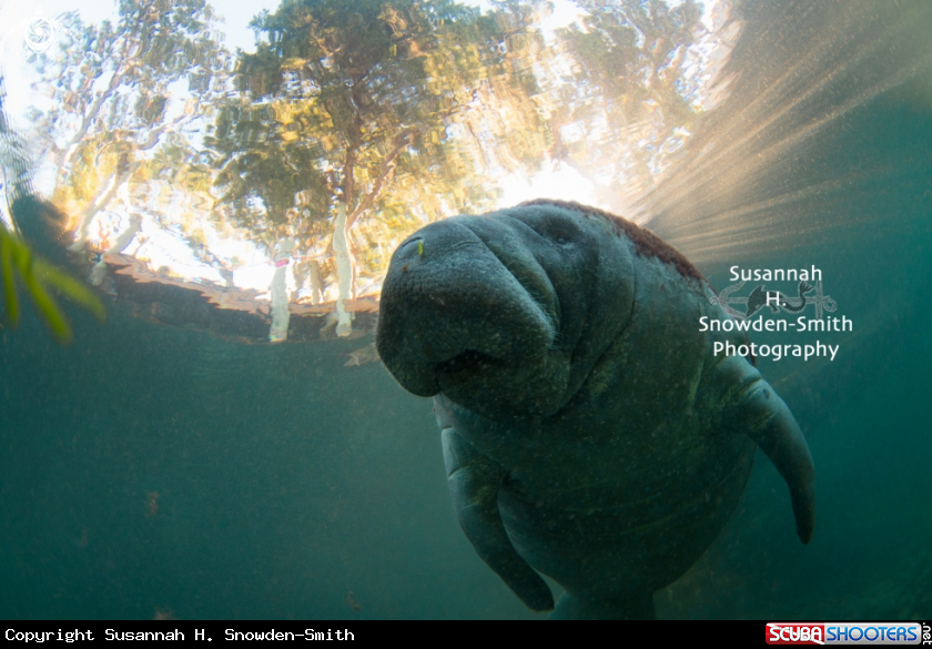 A Manatee