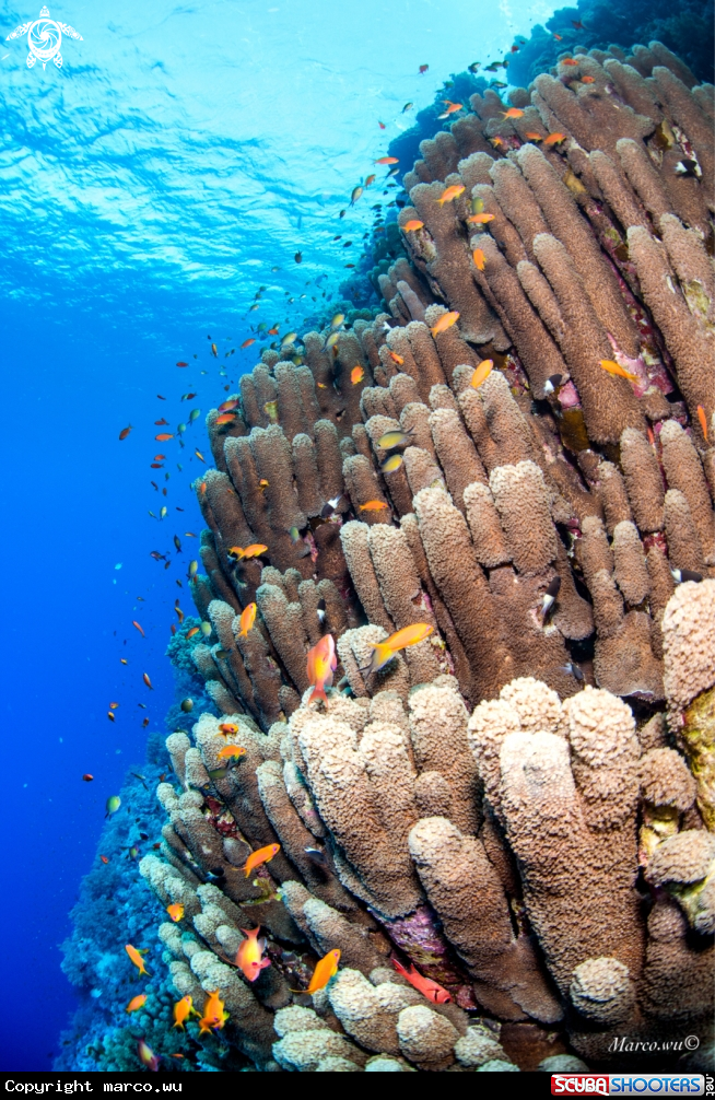 A Fish and coral