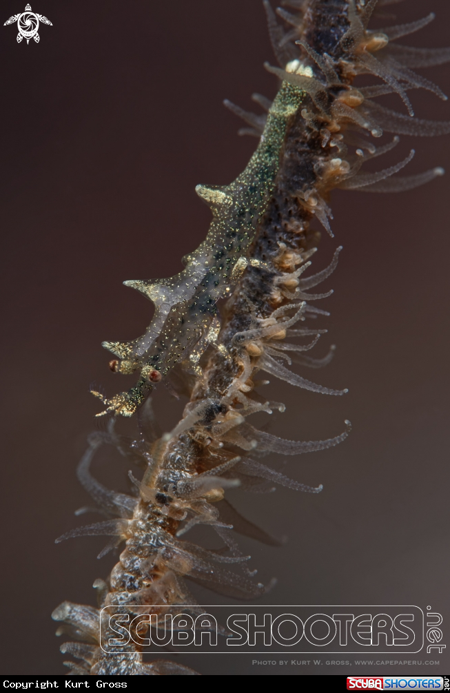A Dragon shrimp