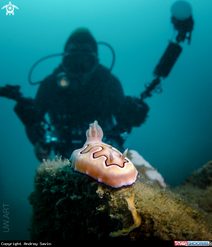 A Nudibranch