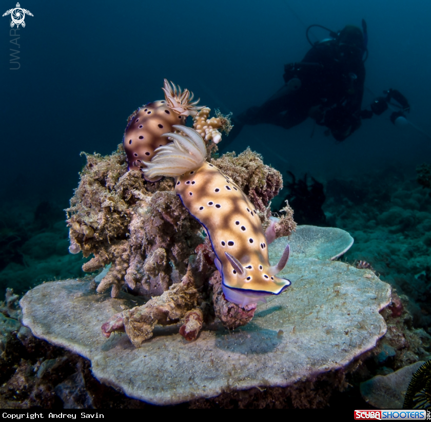 A Nudibranch