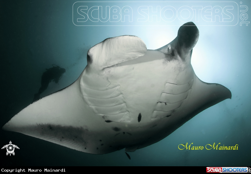 A Mantas