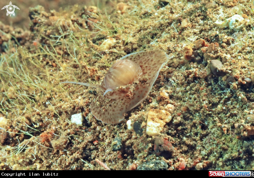 A shell