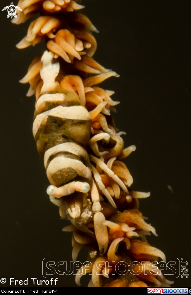 A Rope Coral Shrimp
