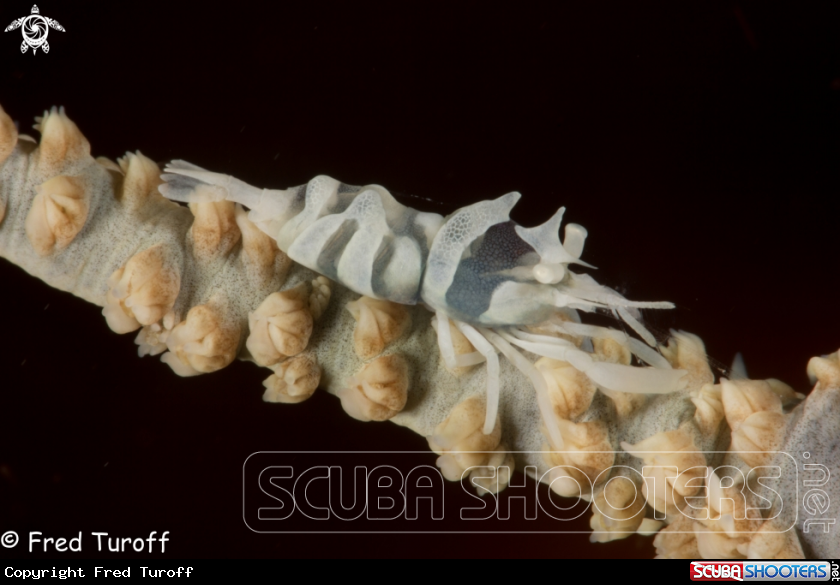 A Rope Coral Shrimp