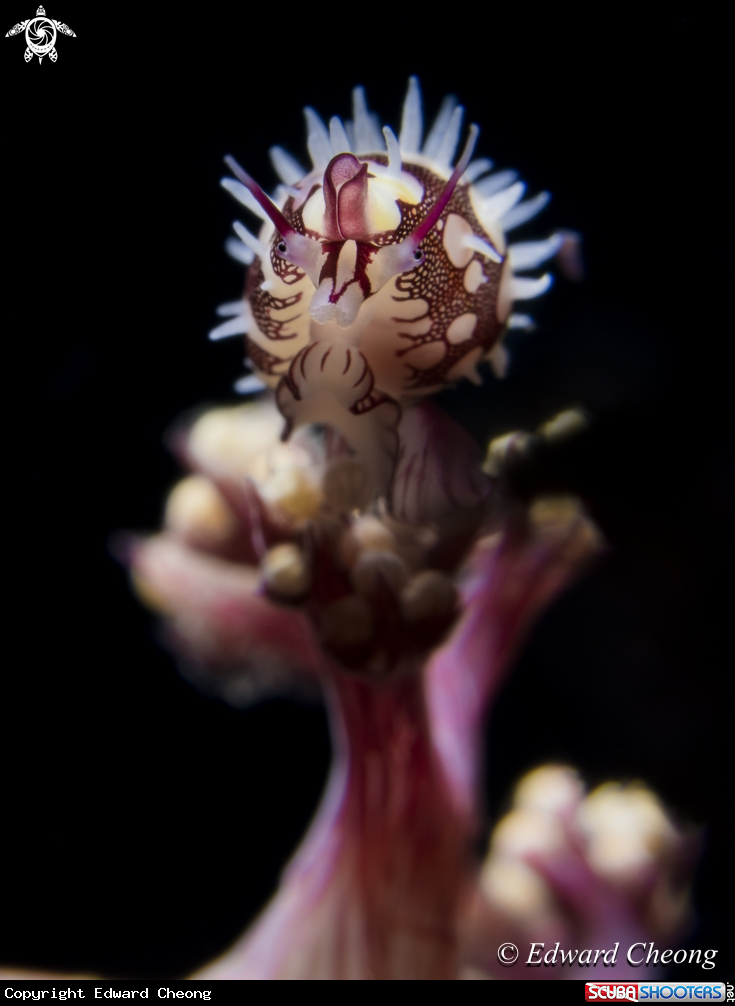 A cowry 