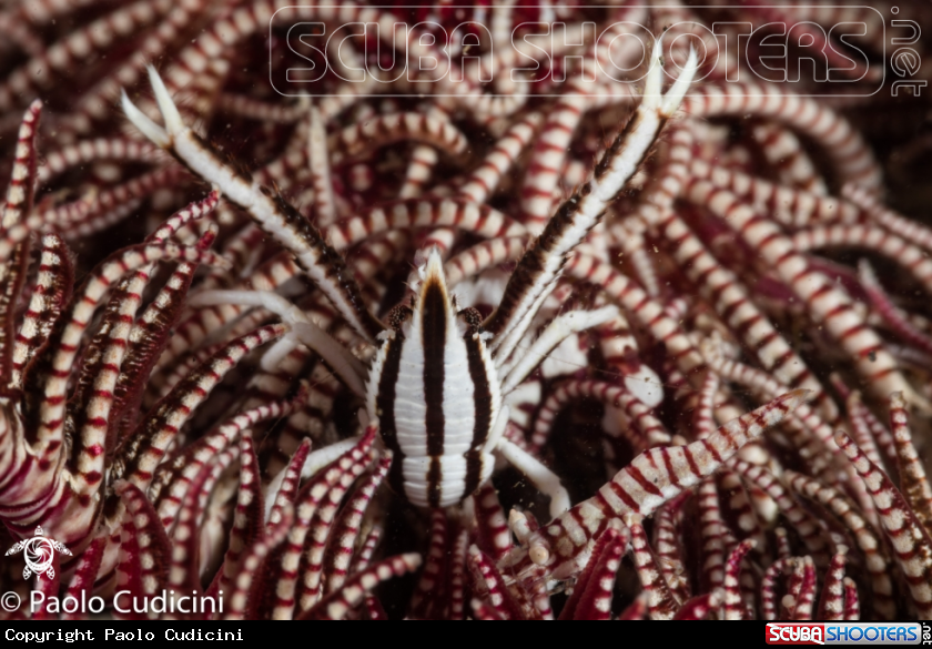 A Elegant Crinoid Squat Lobster