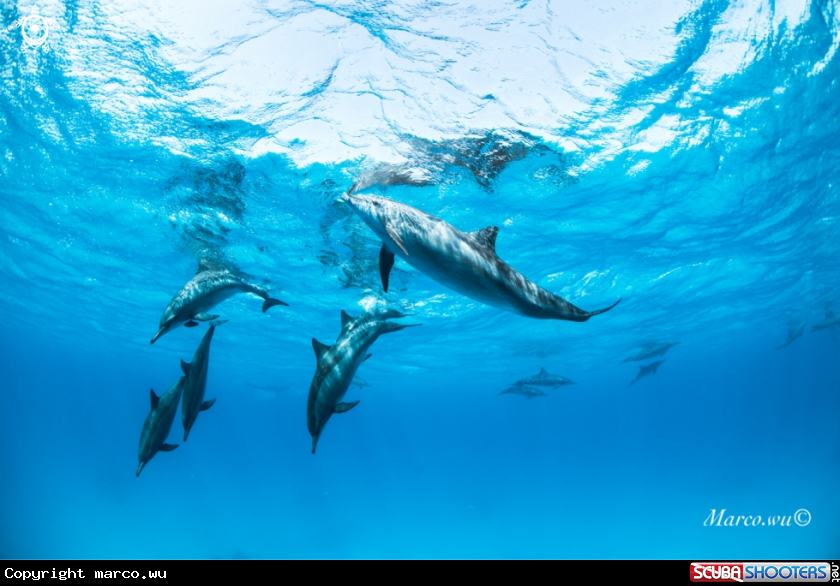 A Dolphin