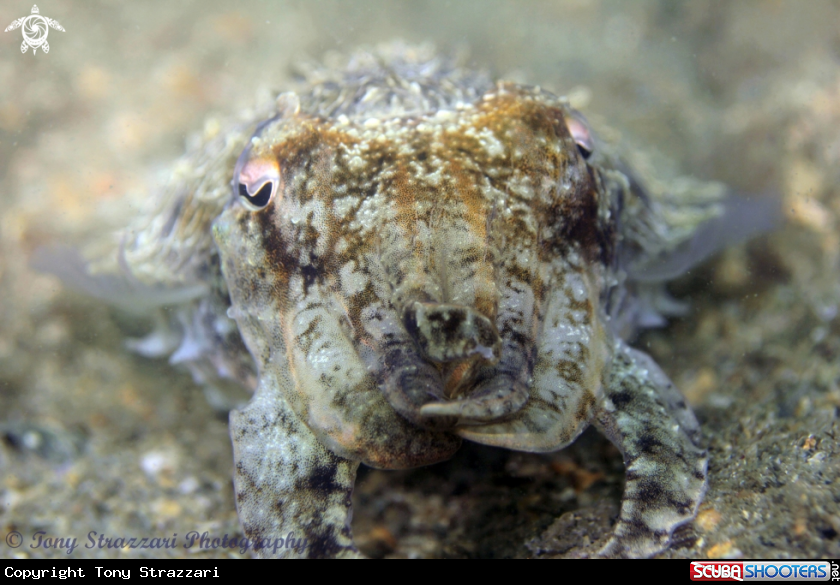 A Mourning cuttle
