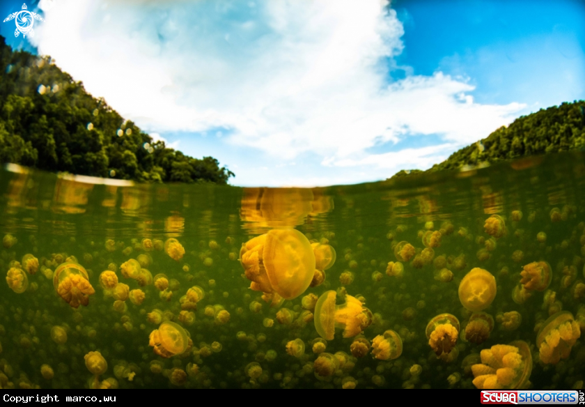 A jellyfish