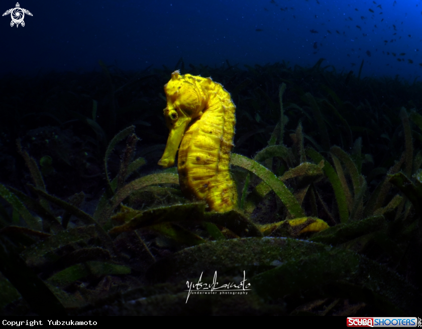 A Sea Horse