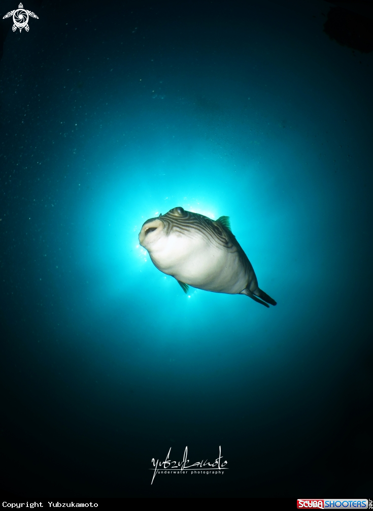A Puffer Fish