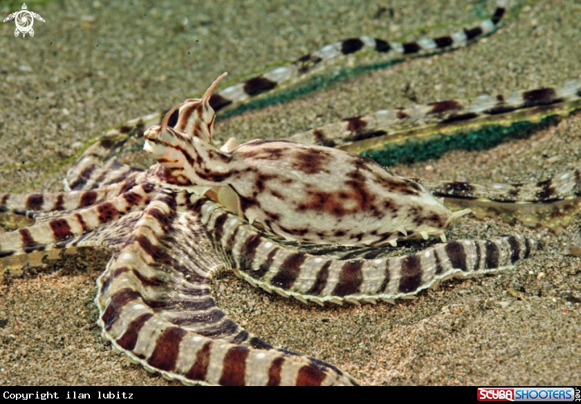 A mimic octopus